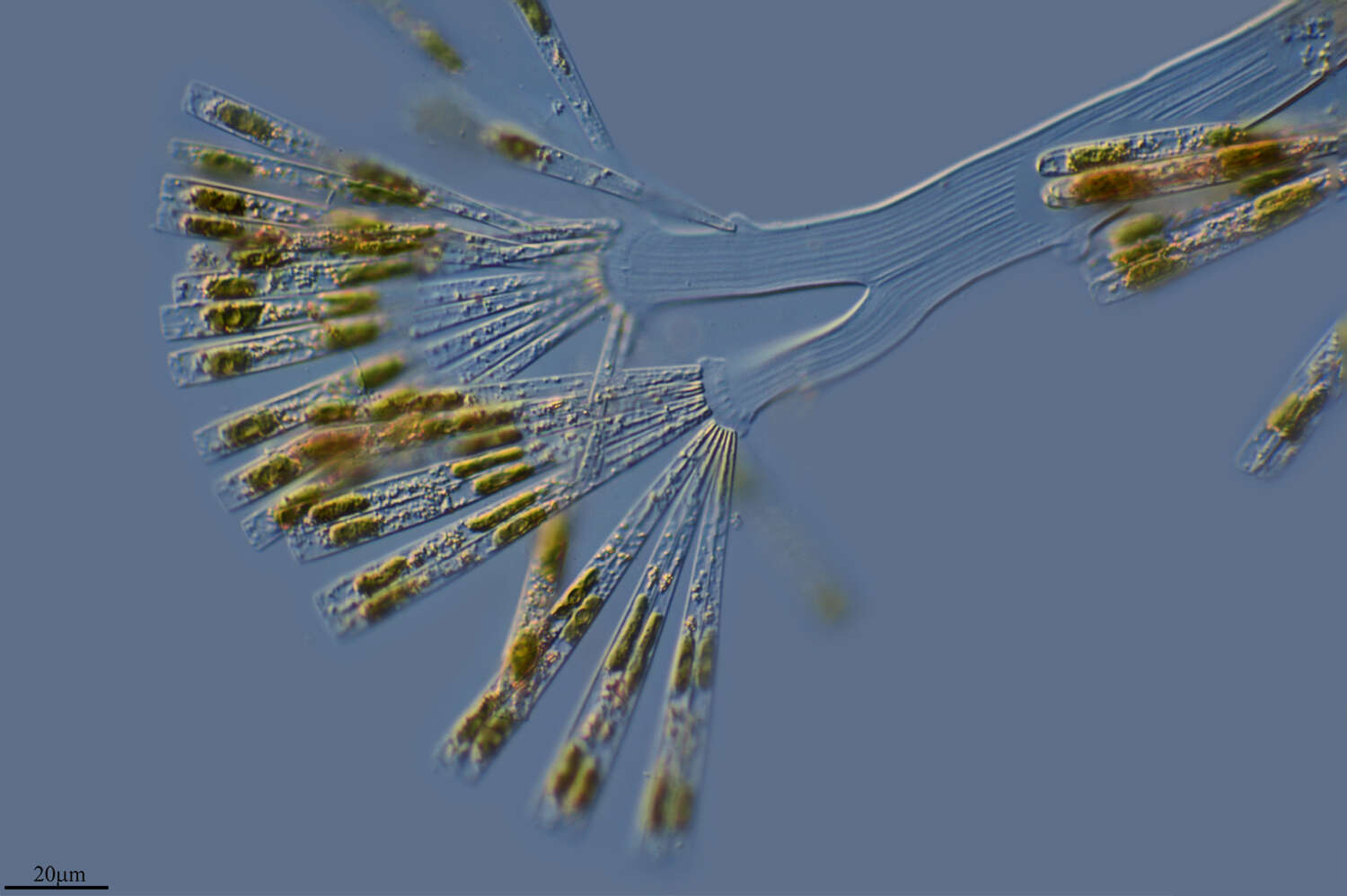 Image of Fragilariophyceae