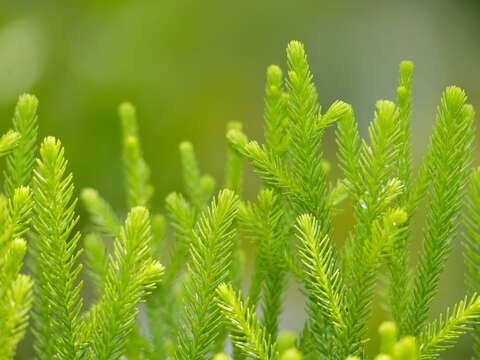 Image of Dacrydium beccarii Parl.