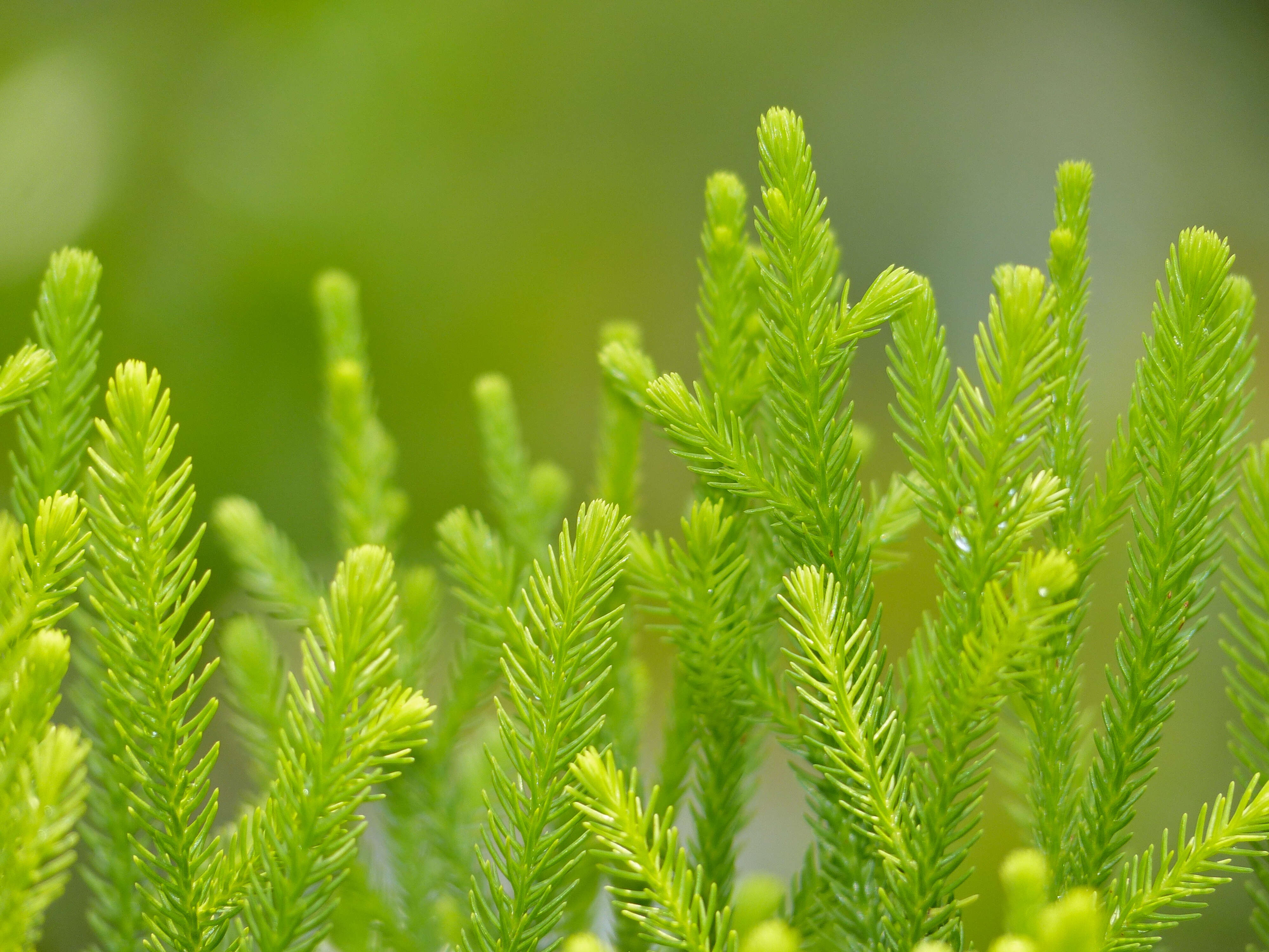 Image de Dacrydium