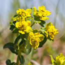 Image de Euphorbia gasparrinii Boiss.