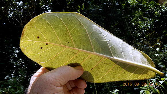 Ficus cyclophylla (Miq.) Miq.的圖片