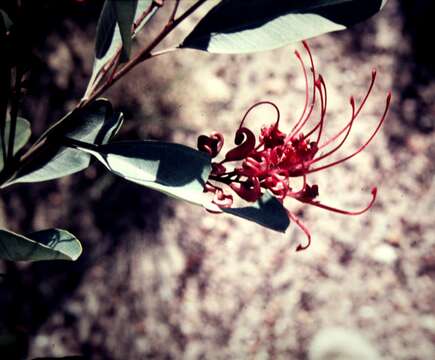 Image of Grevillea decora subsp. decora