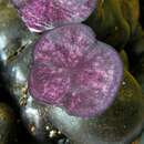 Image of Solanum tuberosum