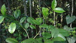 Imagem de Zanthoxylum tingoassuiba A. St.-Hil.