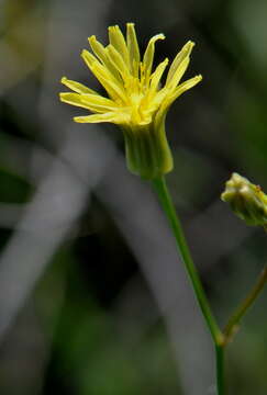 Image of smallflower hawksbeard