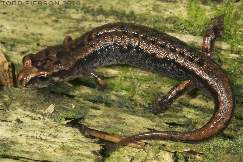 Image of dusky salamanders