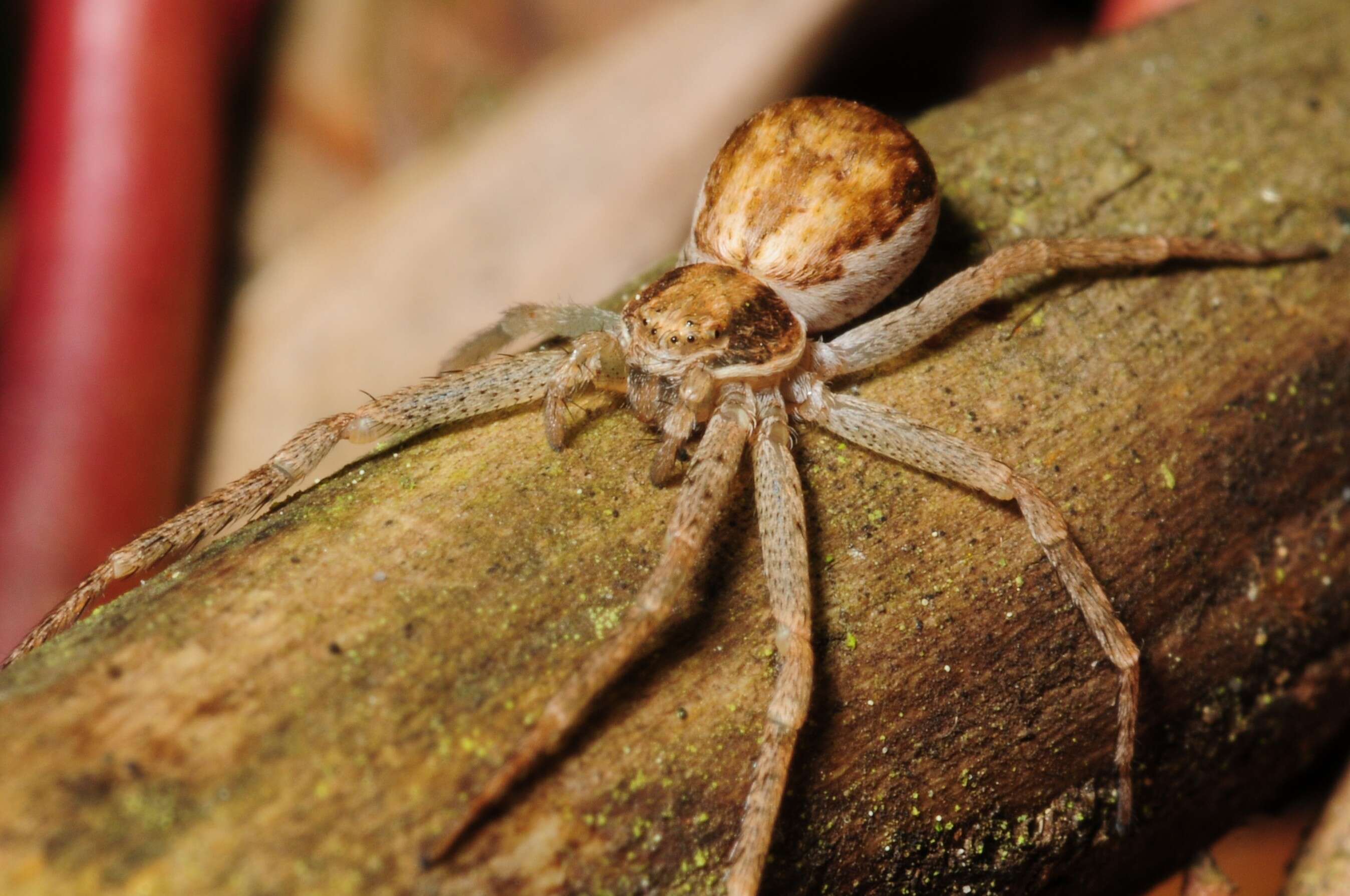 Image of Philodromus