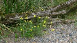 Image of Madagascar ragwort