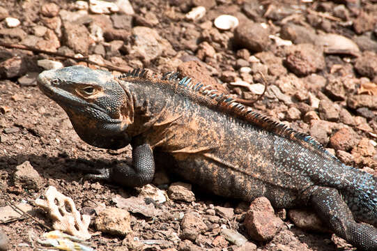 Image of Ctenosaura