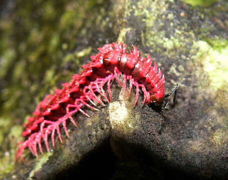 Image of Desmoxytes purpurosea Enghoff, Surachit & Panha 2007