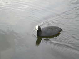 Image of Common Coot