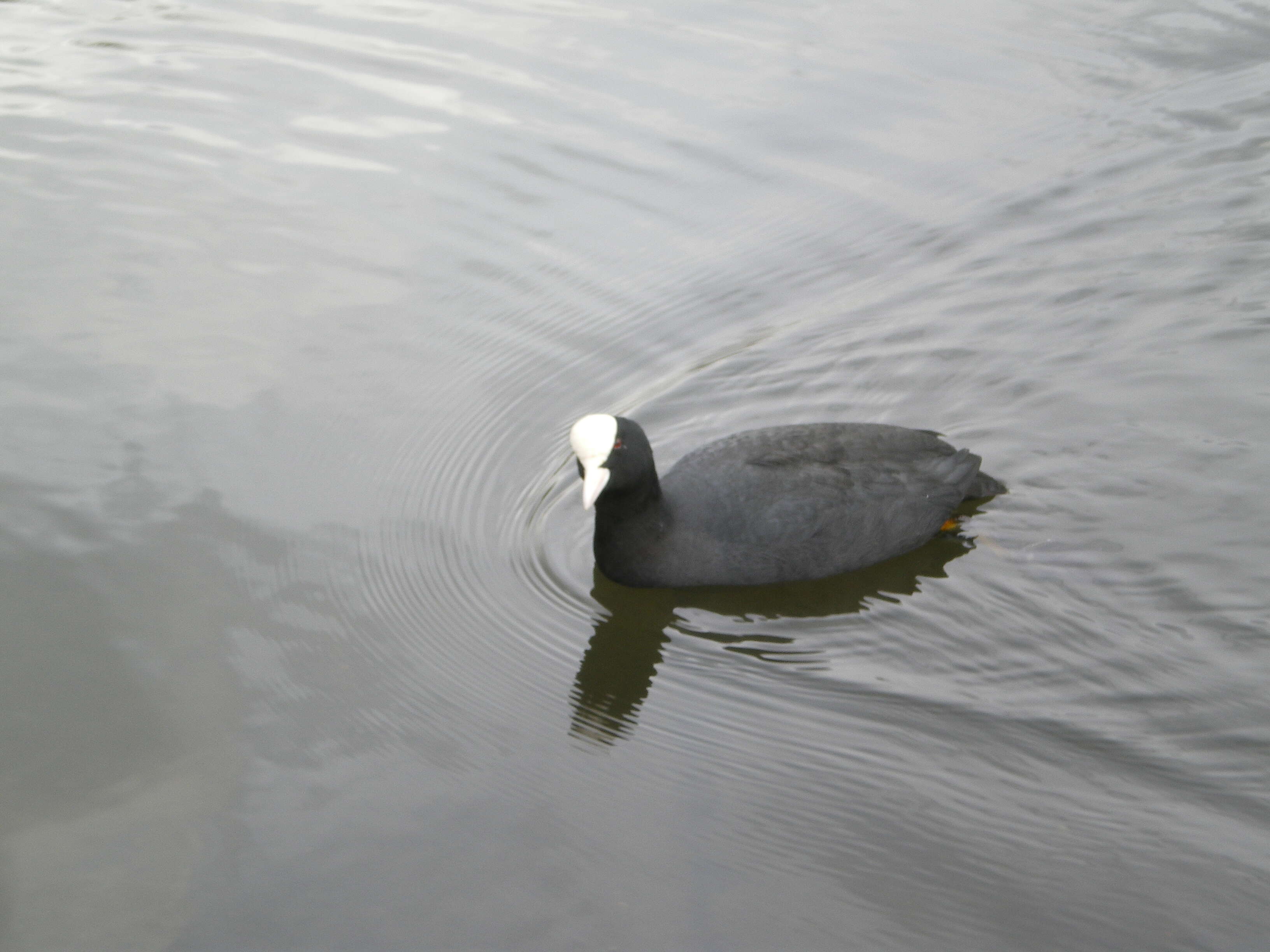 Image of Common Coot