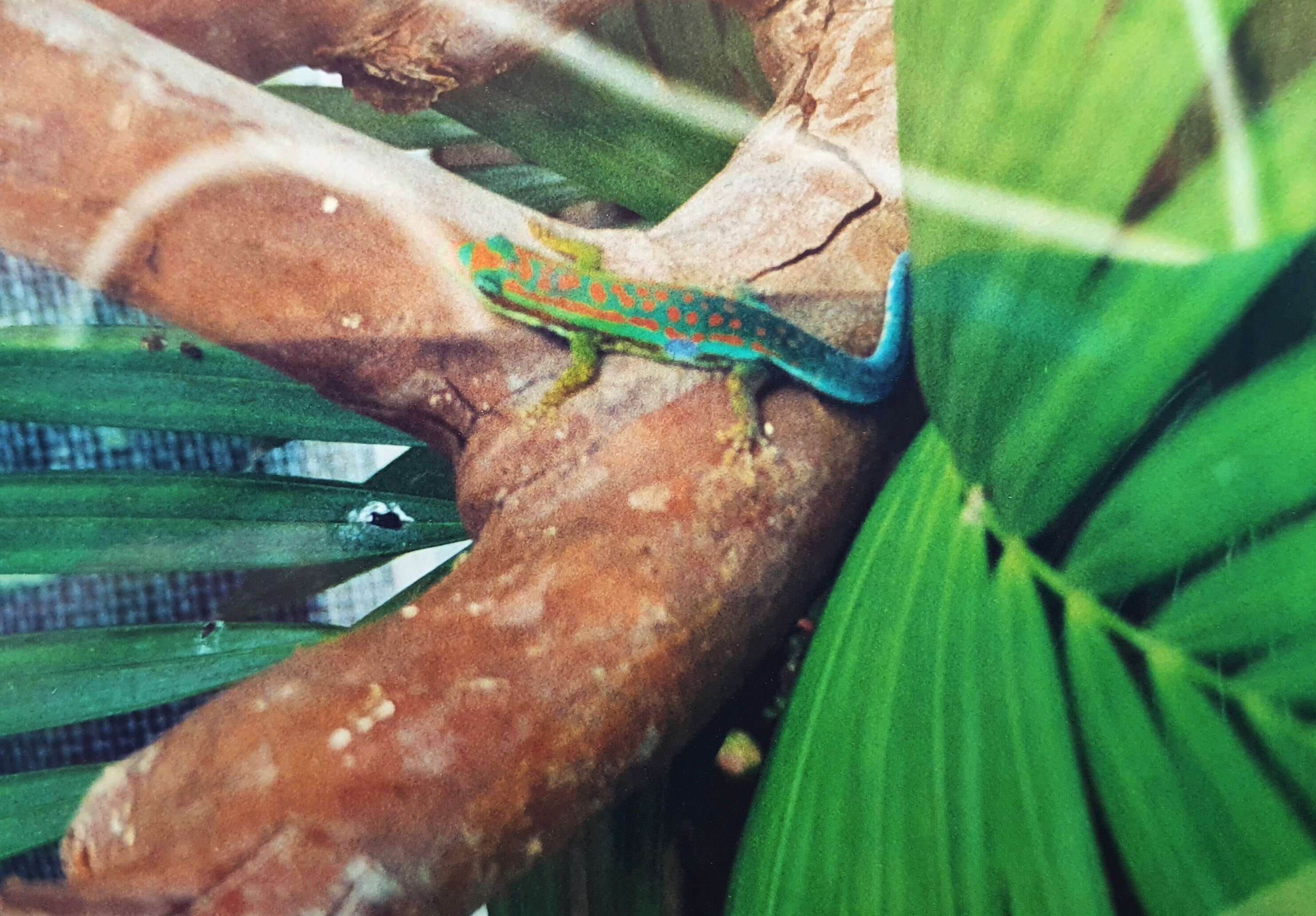 Image of Orange-spotted Day Gecko