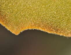 Image of Elephant's ear Kalanchoe