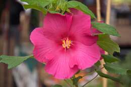 Image of Dixie rosemallow