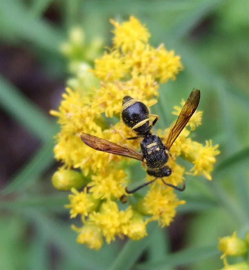 Sivun Ancistrocerus campestris (de Saussure 1853) kuva