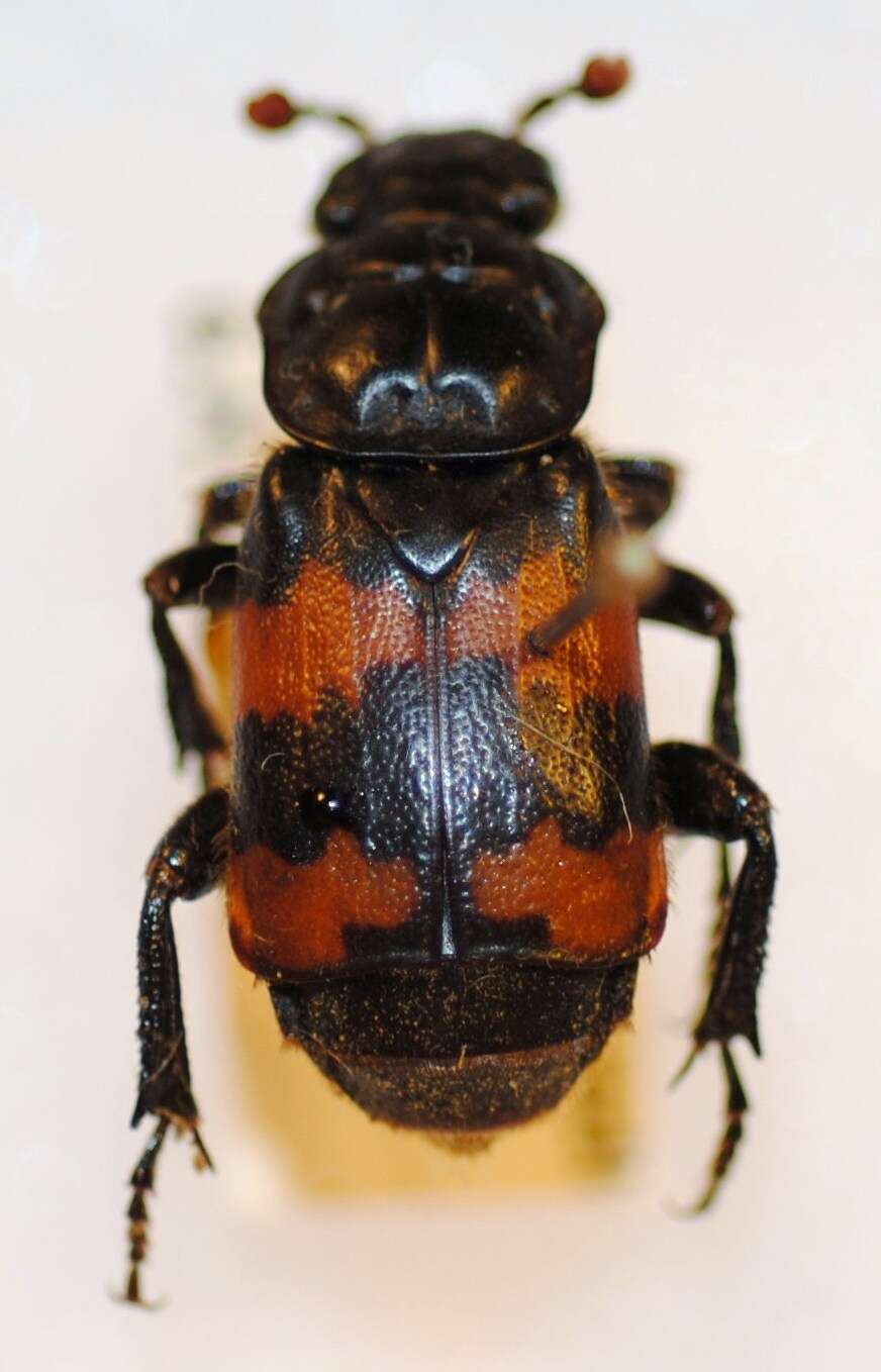 Image of Nicrophorus (Nicrophorus) interruptus (Stephens 1830)