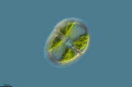 Image of Charophyta