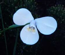 Image of Diplarrena moraea Labill.