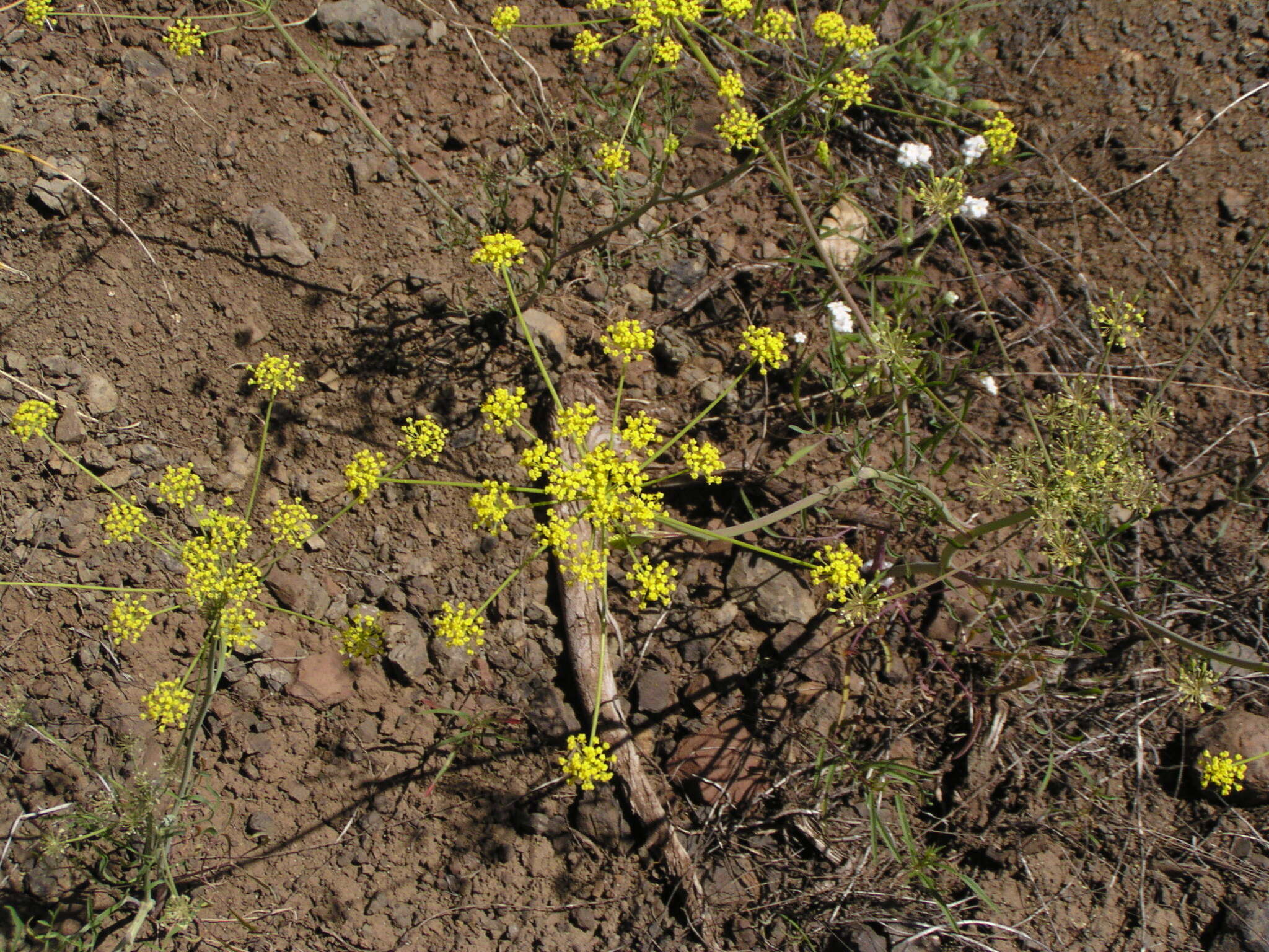 Imagem de Lomatium ambiguum (Nutt.) Coult. & Rose