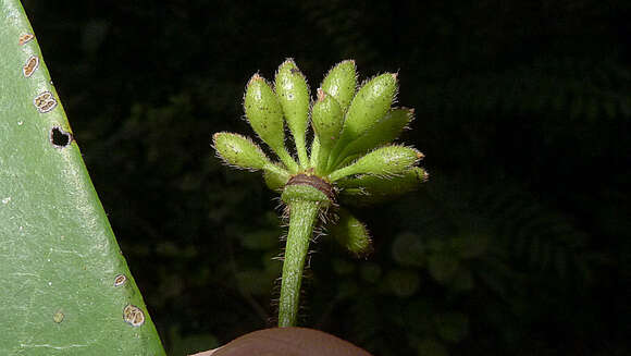 Guatteria macropus Mart.的圖片