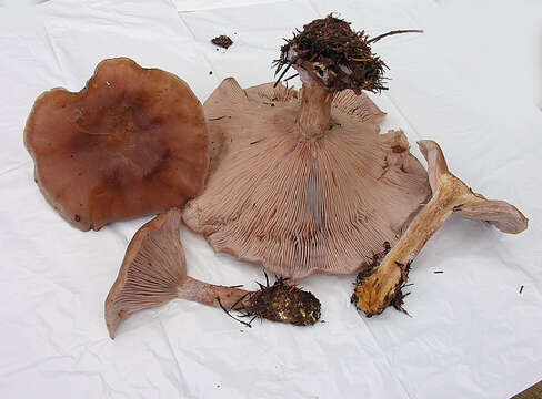 Image of Cortinarius lilacinocolossus M. M. Moser 2000