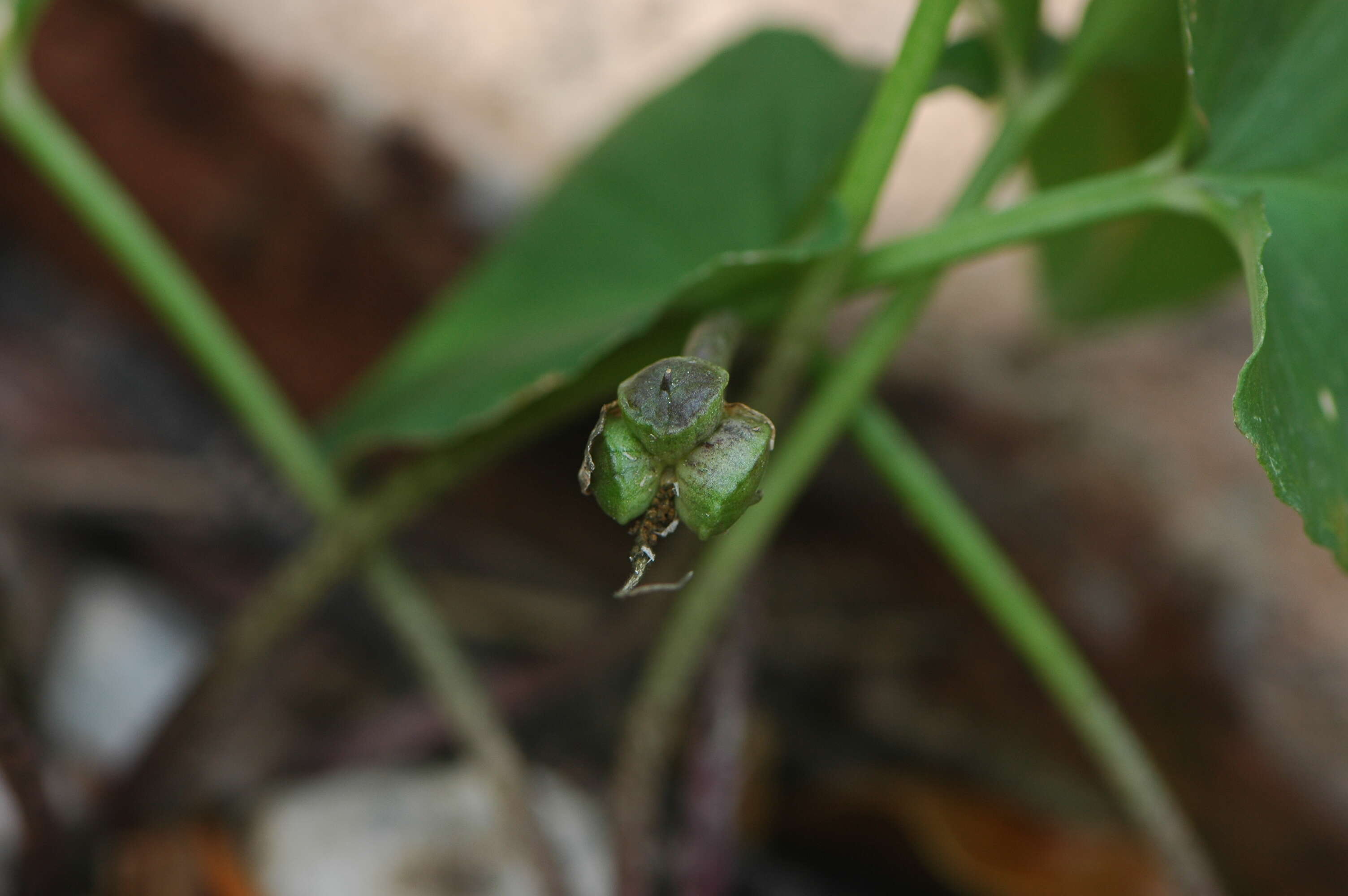 Image of Arisarum