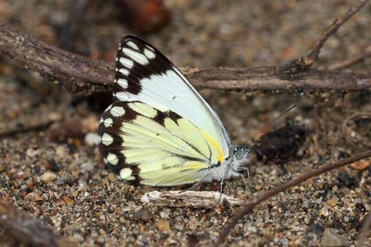 Image of Pioneer; Caper White