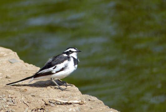 Image of Motacilla Linnaeus 1758