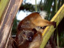 Image of Black Lemur