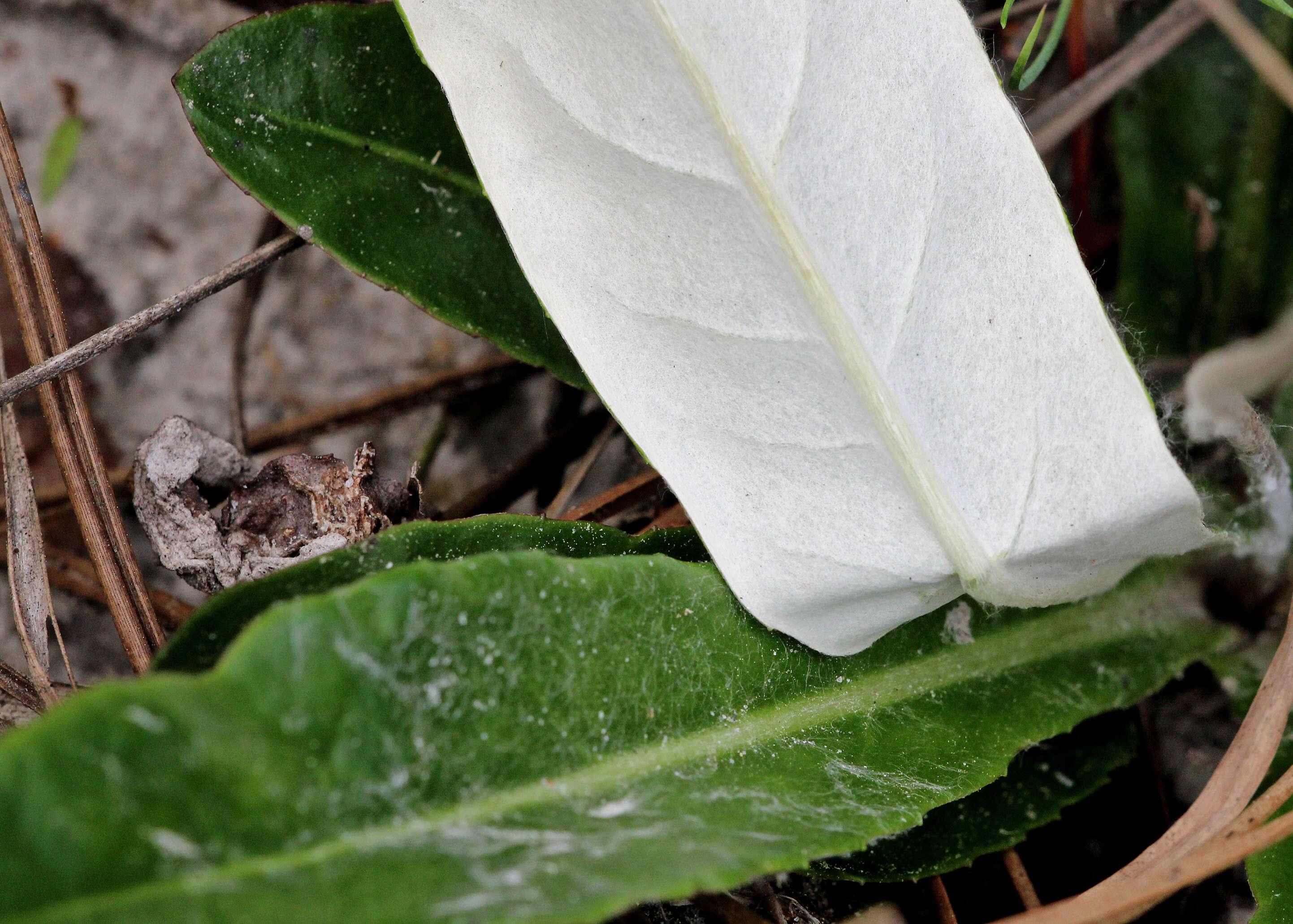 Image of woolly sunbonnets