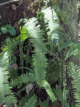 Image of rockcap fern