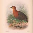 Image of Red-necked Crake