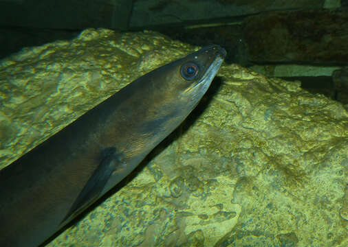 Image of European Eel