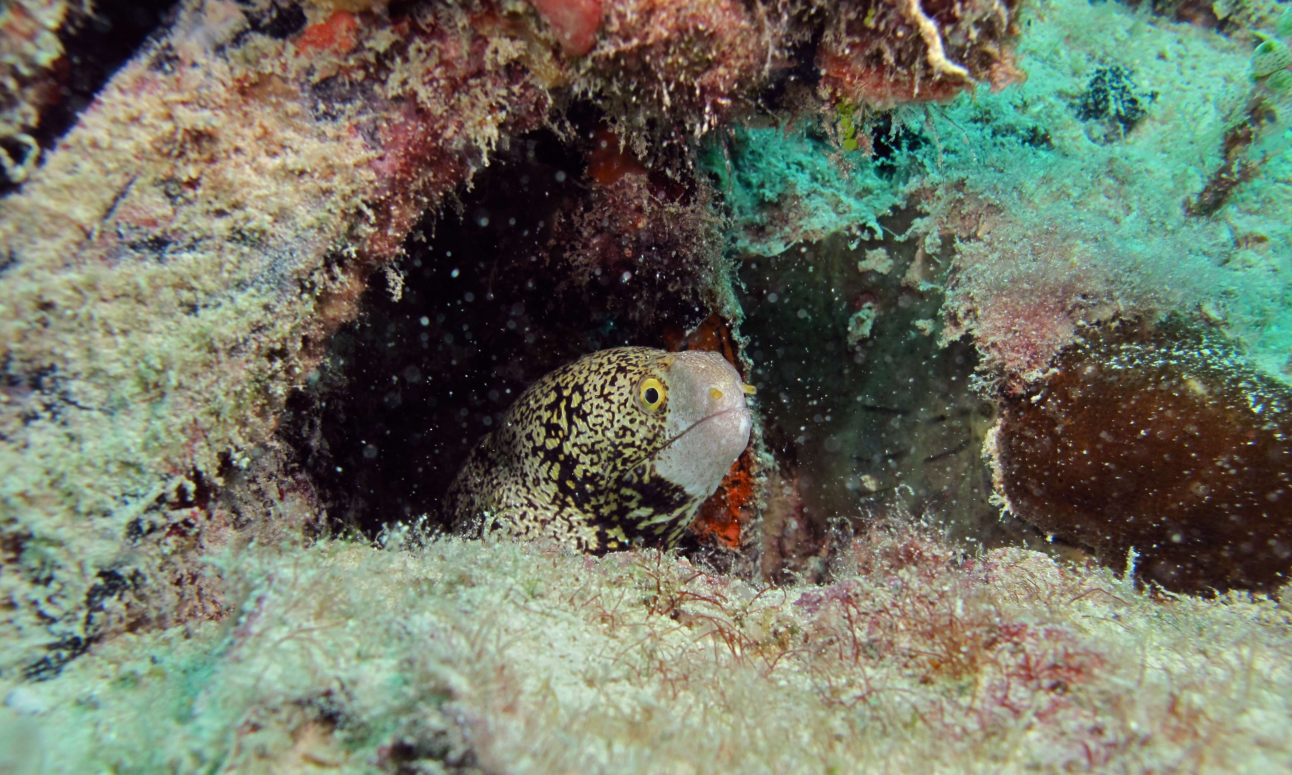 Image of Snowflake moray