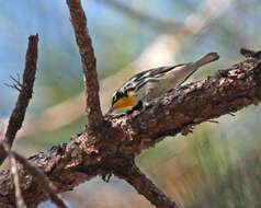 Image of Yellow-throated Warbler