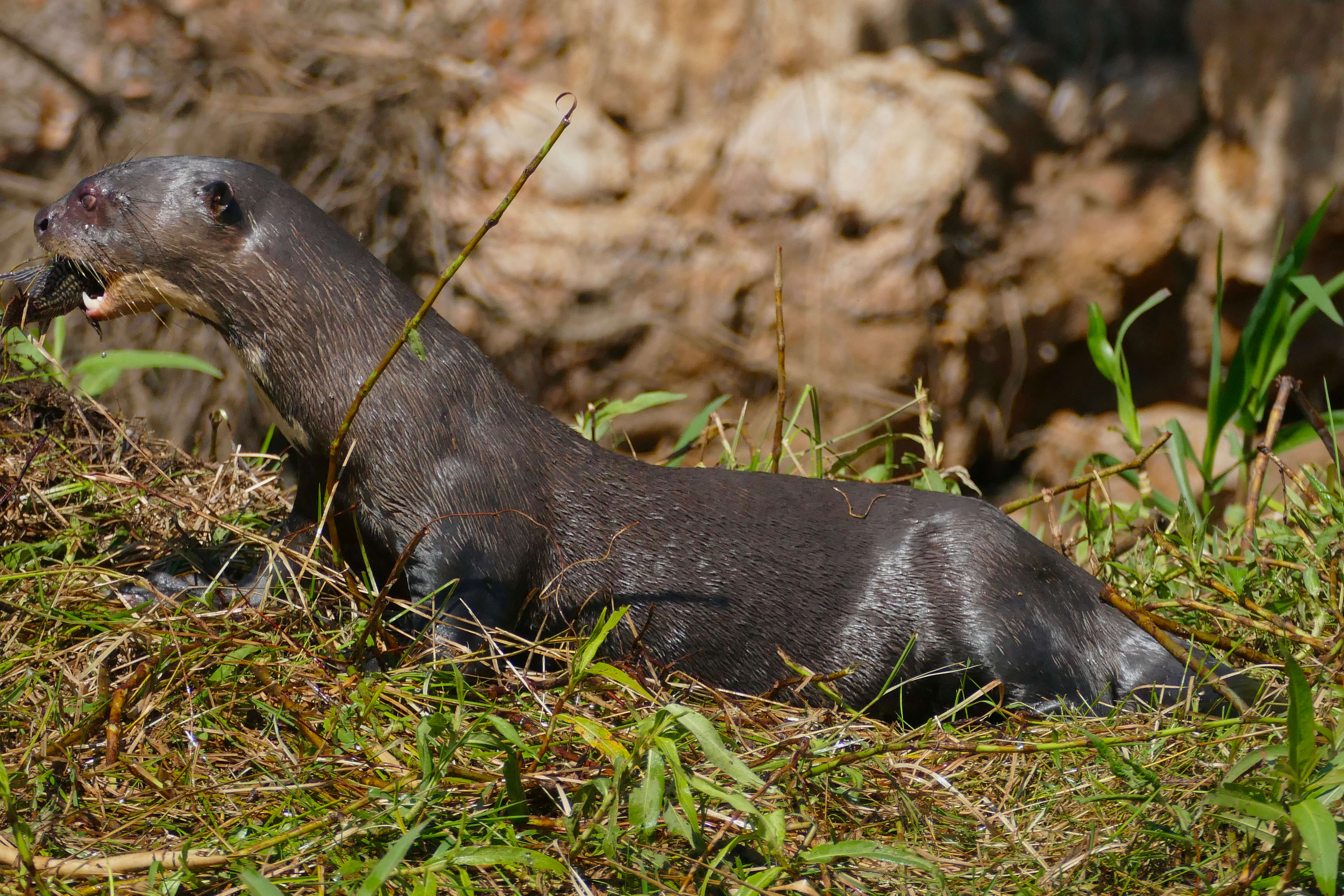 Image of giant otter