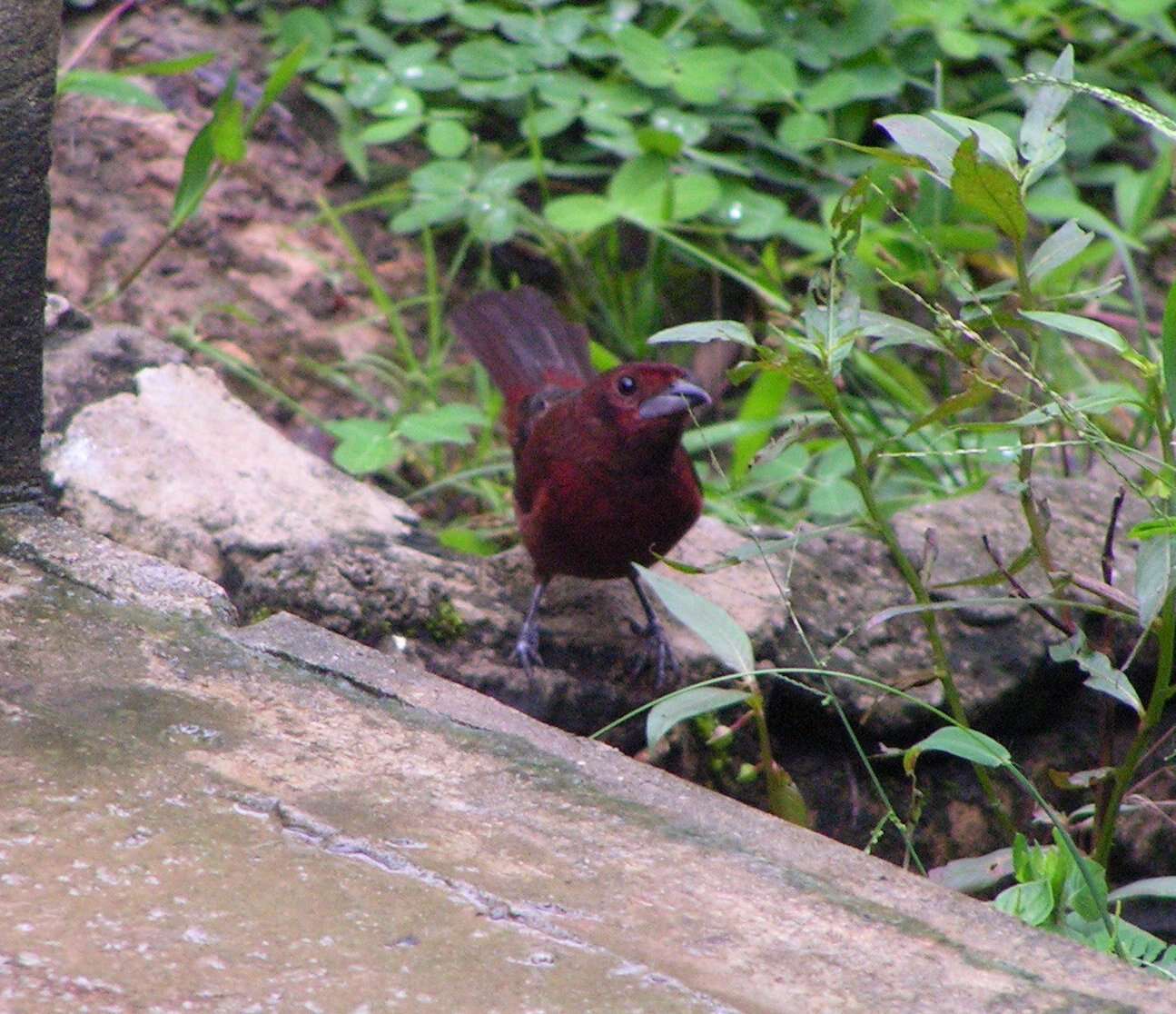 Image of Silver-beaked Tanager