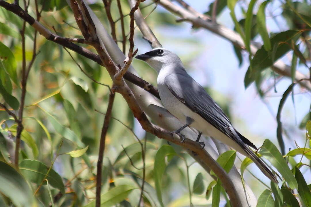 Imagem de Coracina papuensis (Gmelin & JF 1788)