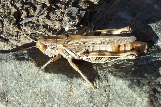 Image de Melanoplus devastator Scudder & S. H. 1878