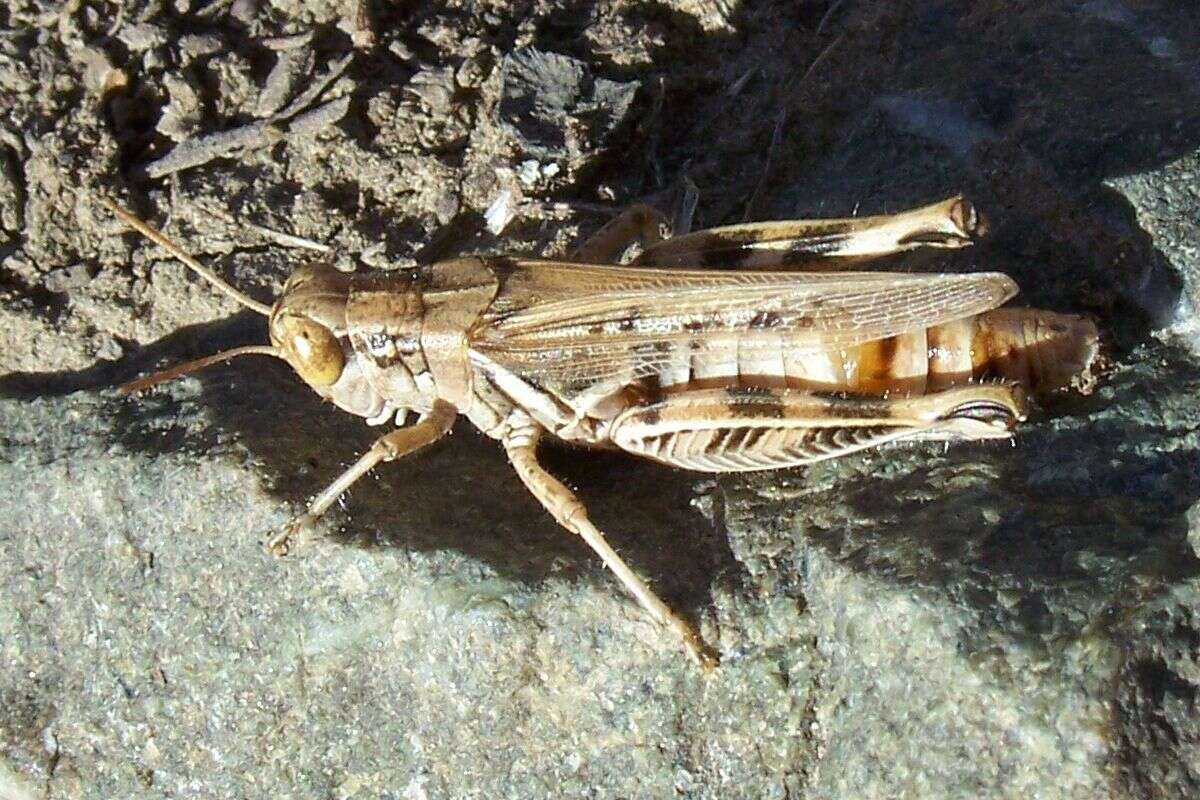 Image of Devastating Grasshopper