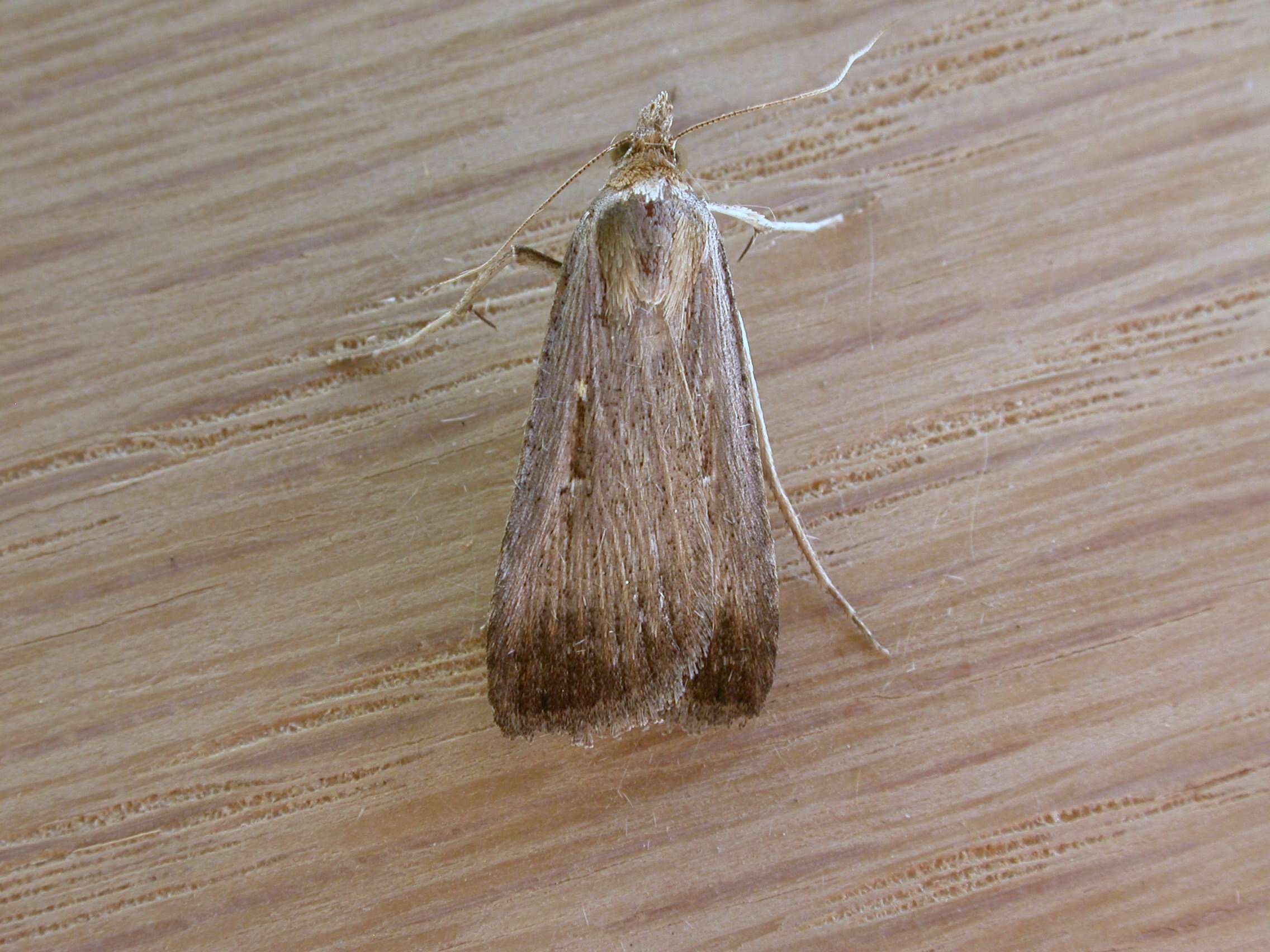 Image of Lepidoptera