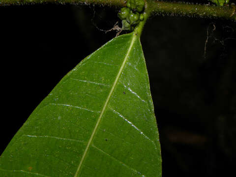 Image of Trophis caucana (Pittier) C. C. Berg