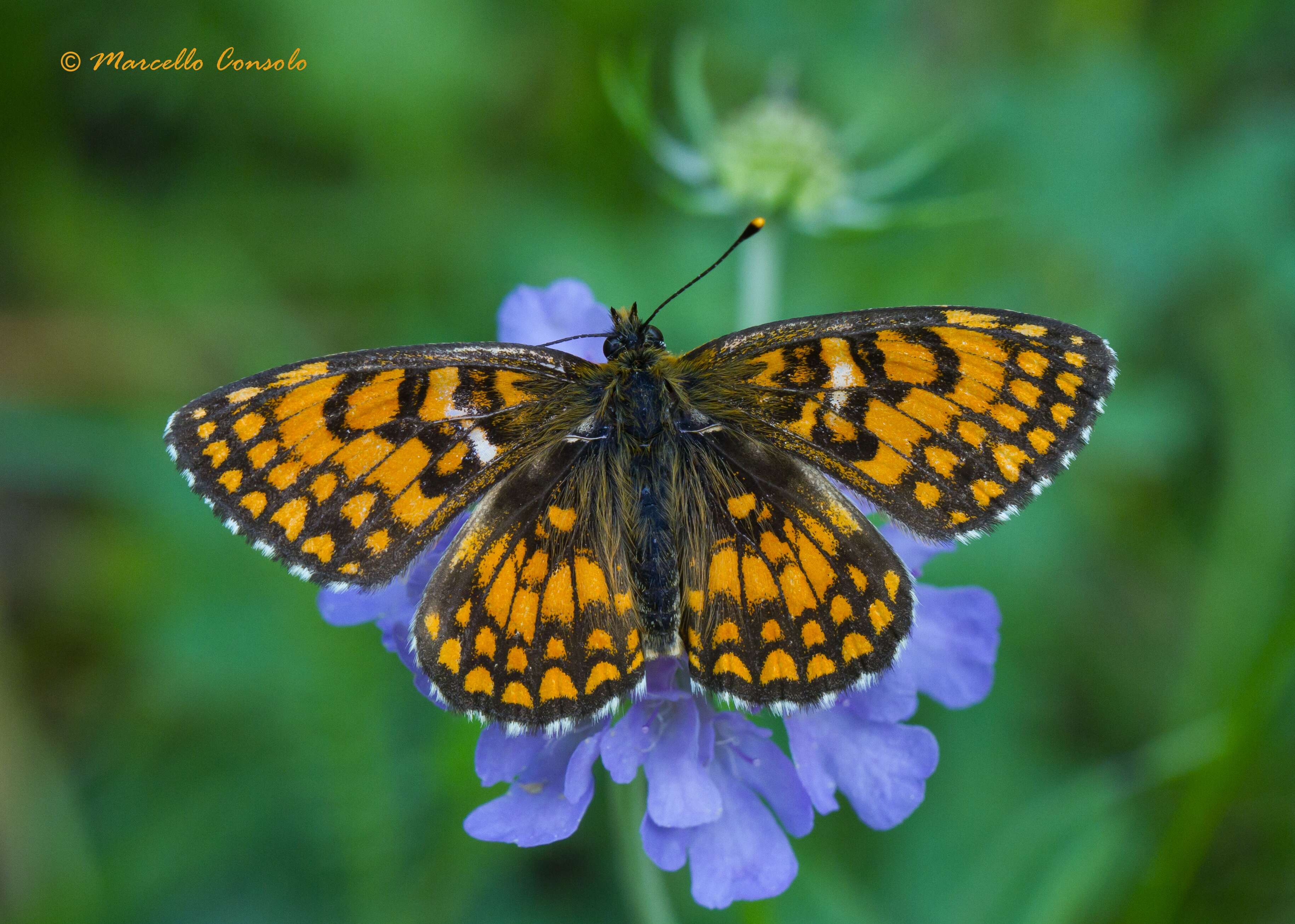 Image de Nymphalidae