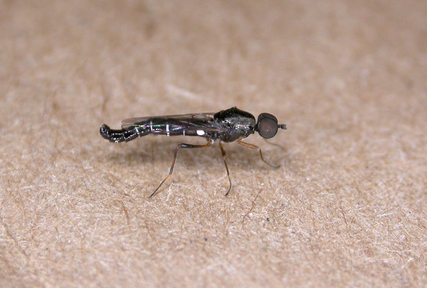 Image of Diptera