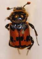 Nicrophorus (Nicrophorus) vestigator (Herschel 1807) resmi