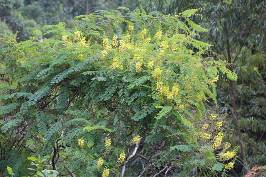 Imagem de Calpurnia aurea (Aiton) Benth.