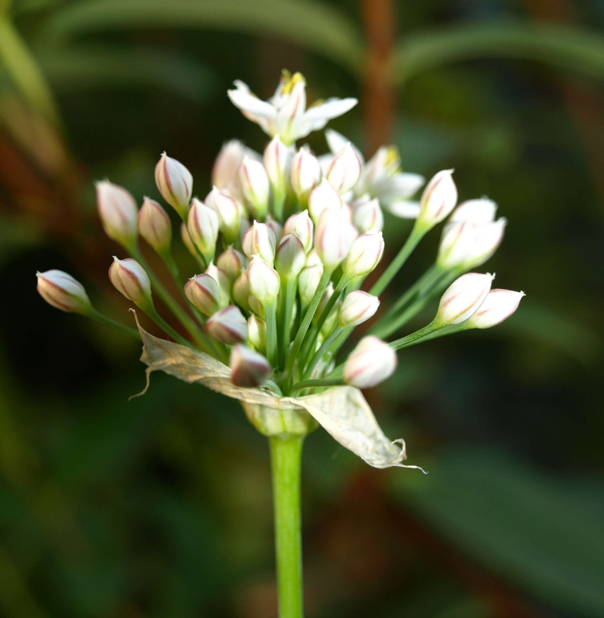 Image of Chinese chives