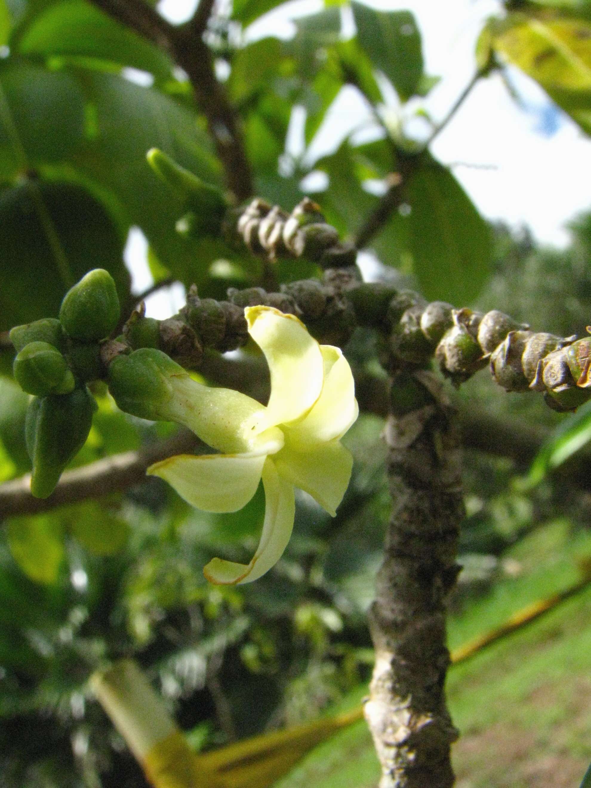 Image of Yellowwood