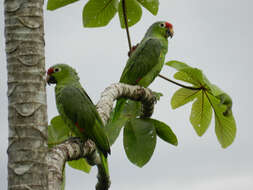 Imagem de Amazona autumnalis (Linnaeus 1758)